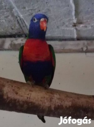 Hegyi lóri papagáj