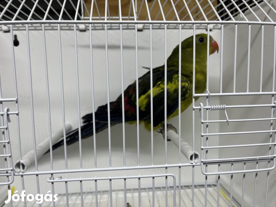 Hegyi papagáj hím.