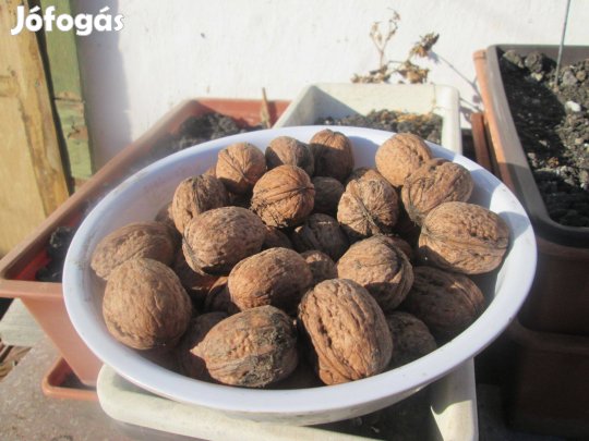 Héjas dió eladó