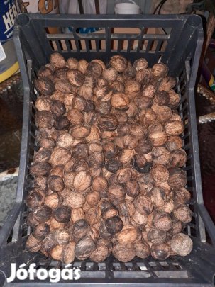 Héjas dió eladó