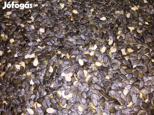 Héjnélküli Tökmag Eladó 22 tonna