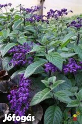 Heliotrop mag eladó Vanília virágmag