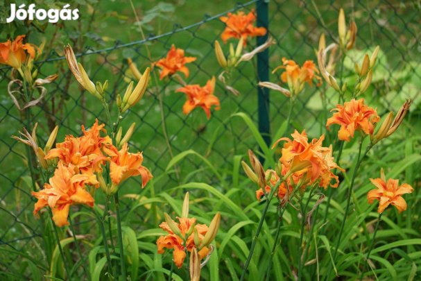 Hemerocallis fulva Rezes sásliliom dupla virágú