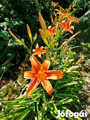 Hemerocallis fulva, vöröslő sásliliom konténeres növények, sás liliom