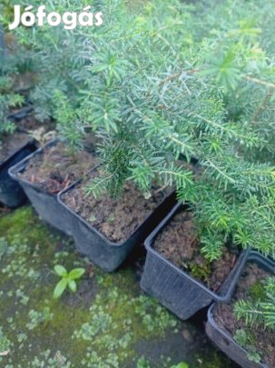 Hemlok fenyő(tsuga) kont eladó