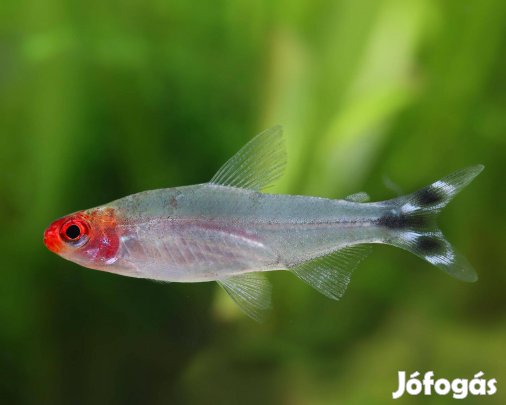 Hemmigramhus bleheri- vörös fejű pontylazac