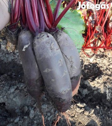 Hengeres cékla eladó