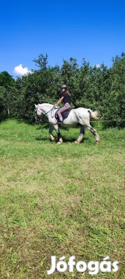 Herceg , kiváló hobbi ló 
