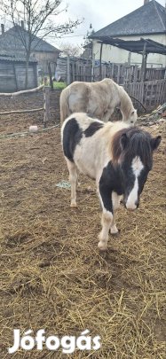 Herceg új gazdát keres 