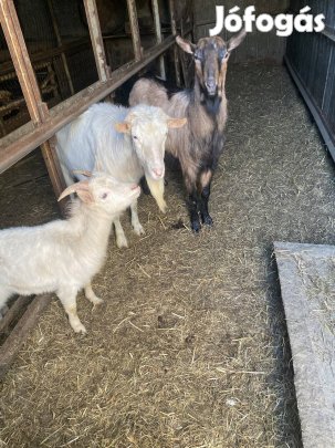 Herélt bak kecske 
