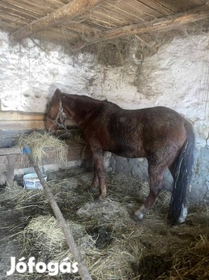 Herélt csődör, ló