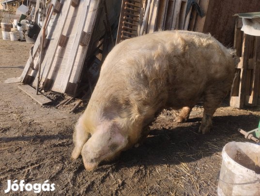 Herelt hízó eladó
