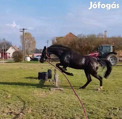 Herélt ló eladó