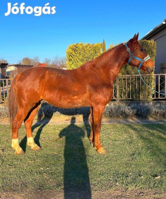 Herelt ló uj lovast es hajtott keres 