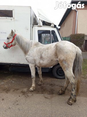 Herélt munkás ló eladó vagy cserélhető
