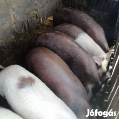 Hét darab kis súlyú hizo eladó