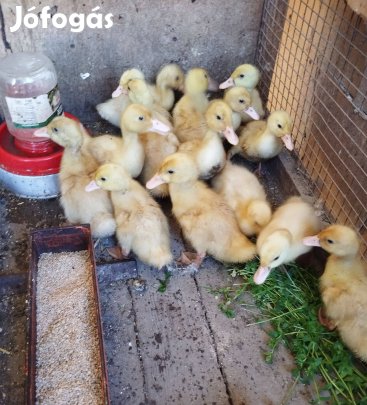 Hetes Hortobágyi kacsák