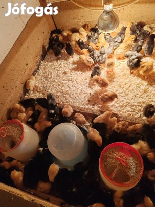 Hetes kettős hasznu csirkék 