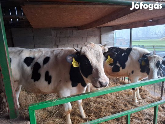 Hf bikaborjak eladók