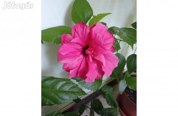 Hibiscus nevű, szobai növény eladó
