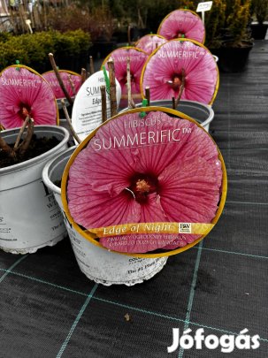 Hibiszkusz 'edge of night'