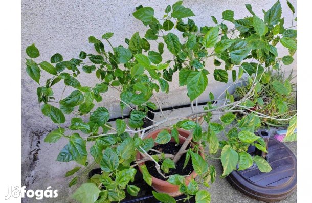 Hibiszkusz dupla, piros virágú szobanövény