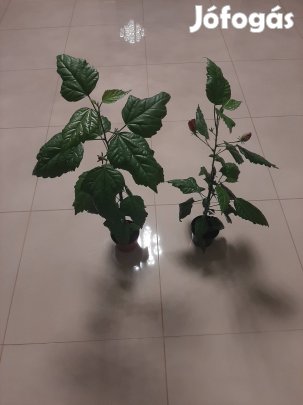 Hibiszkusz eladó