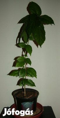 Hibiszkusz legalább 40 cm-es virágok eladók