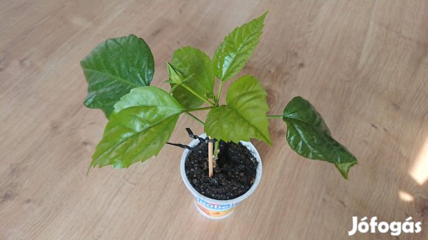 Hibiszkusz mályvacserje Hibiscus telt virágú szobai növény szobanövény