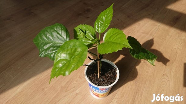 Hibiszkusz mályvacserje Hibiscus telt virágú szobai növény szobanövény