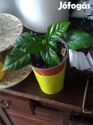 Hibiszkusz mályvacserjék 3000ft piros szinű óbuda átvétel óbudán lakci