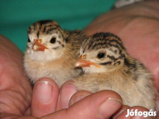 Hibrid gyöngyöy rendelhető