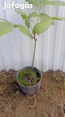 Hickory dió kont eladó