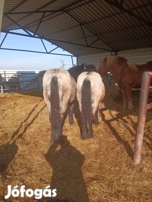 Hidegvérű csíkók eladók 