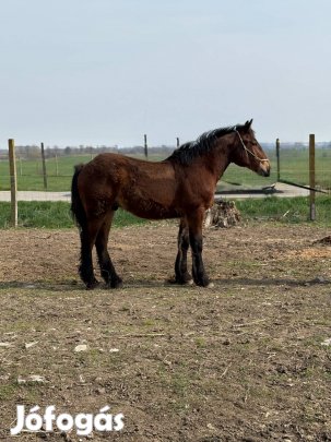 Hidegvérű csődör csikó