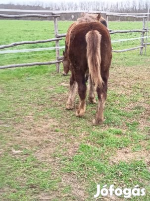 Hidegvérű csődör csikó, ló 