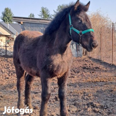 Hidegvérű csödör csikó eladó