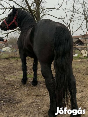 Hidegvérű csődör csikó k