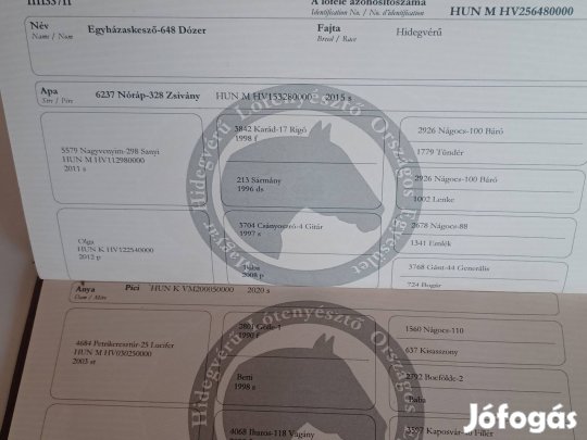 Hidegvérű csődörcsikó eladó. 