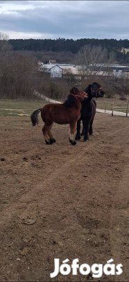 Hidegvérü kanca csiko