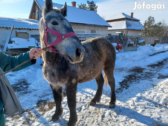 Hidegvérű kanca csikó