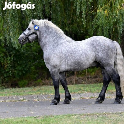 Hidegvérű mén ló !