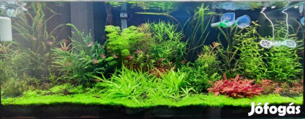 High-T. 240L,  Chihiros Wrgb Pro, CO?, full felszerelés