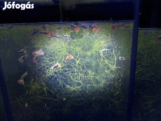 Hím Szivárványos Guppik 