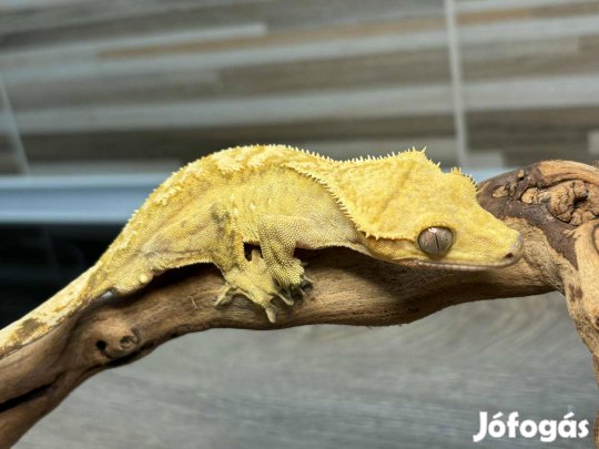 Hím vitorlás gekkó, brindle