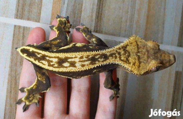 Hím vitorlás gekkó, harlequin