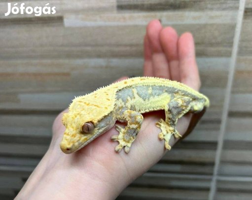 Hím vitorlás gekkó, lilly white