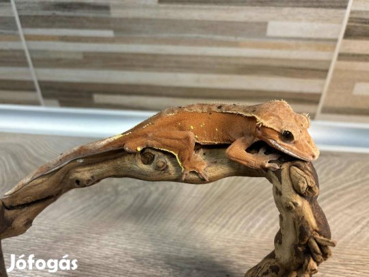 Hím vitorlás gekkó, red/pink dalmata pöttyös