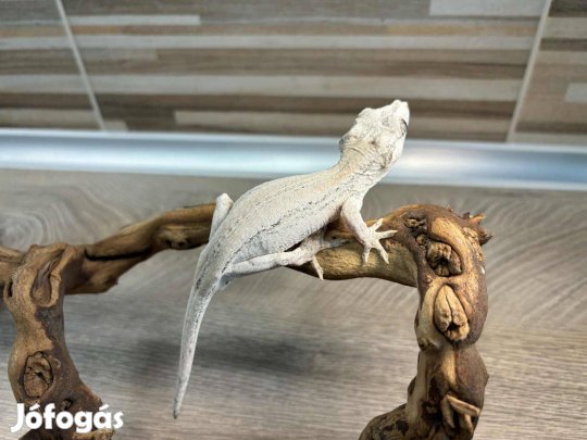 Hím vízköpő gekkó