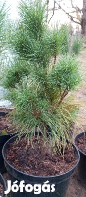 Himalájai selyemfenyő